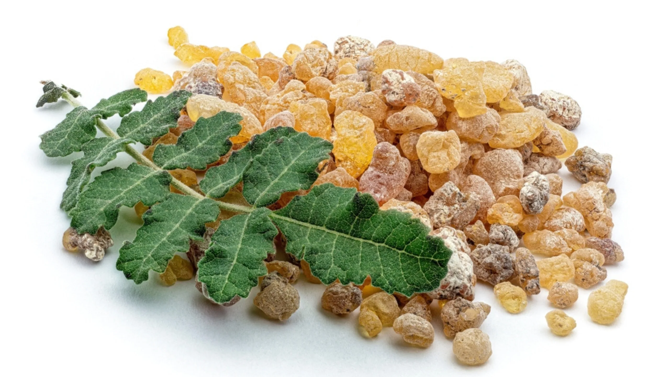 Shallaki (Boswellia serrata) and agnikarma in chronic joint disorders
